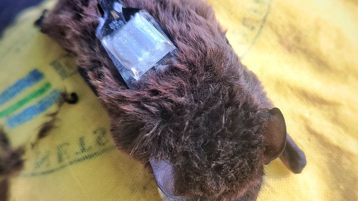 Die Sender werden auf den Fledermäusen befestigt und geben über das Mobilfunknetz regelmäßig Signale ab.  - Foto: Carolin Scholz/Leibniz-IZW/dpa