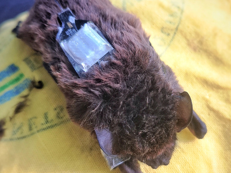 Die Sender werden auf den Fledermäusen befestigt und geben über das Mobilfunknetz regelmäßig Signale ab.  - Foto: Carolin Scholz/Leibniz-IZW/dpa