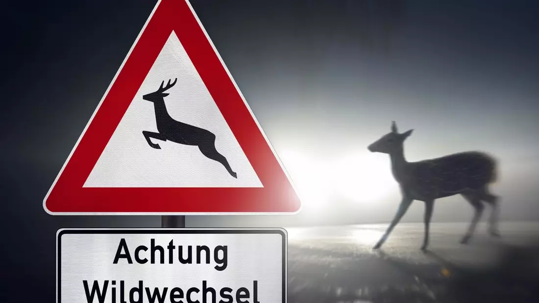 Wildunfälle häufen sich - so verhalten Sie sich richtig - Bild: presseportal.de