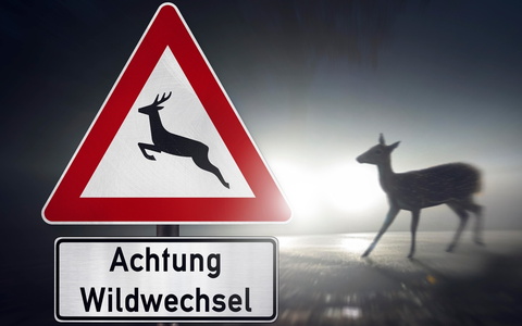 Wildunfälle häufen sich - so verhalten Sie sich richtig - Foto: presseportal.de