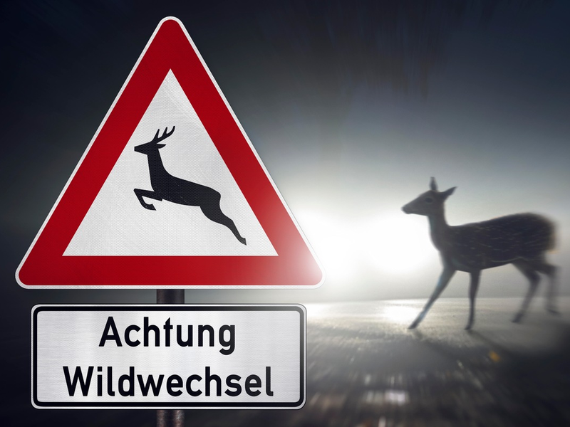 Wildunfälle häufen sich - so verhalten Sie sich richtig - Foto: presseportal.de