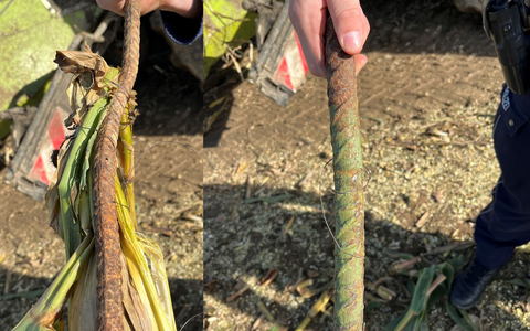 POL-PB: Gefährlich! Torstahlstangen im Maisfeld entdeckt - Foto: presseportal.de
