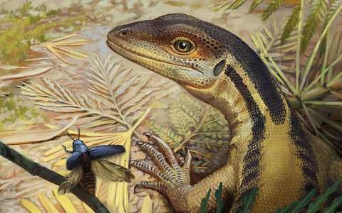 So könnte ein Reptil ausgesehen haben, das ein Vorfahr aller heutigen Reptilien war. (Illustration) - Foto: -/Universität Tübingen/dpa