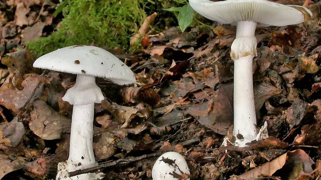 In Essen werden drei Kinder und ein Erwachsener wegen akuten Leberversagens behandelt. Sie hatten vom giftigen Knollenblätterpilz gegeseen. (Foto Archiv) - Bild: Rainer Wald/Deutsche Gesellschaft für Mykologie e.V./dpa