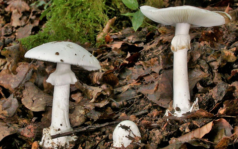 In Essen werden drei Kinder wegen lebensgefährlicher Vergiftung nach Knollenblätterpilz-Verzehr behandelt (Foto Archiv) - Foto: Rainer Wald/Deutsche Gesellschaft für Mykologie e.V./dpa