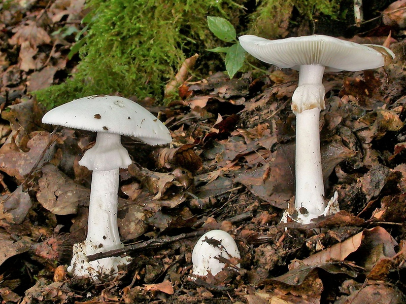 In Essen werden drei Kinder und ein Erwachsener wegen akuten Leberversagens behandelt. Sie hatten vom giftigen Knollenblätterpilz gegeseen. (Foto Archiv) - Foto: Rainer Wald/Deutsche Gesellschaft für Mykologie e.V./dpa