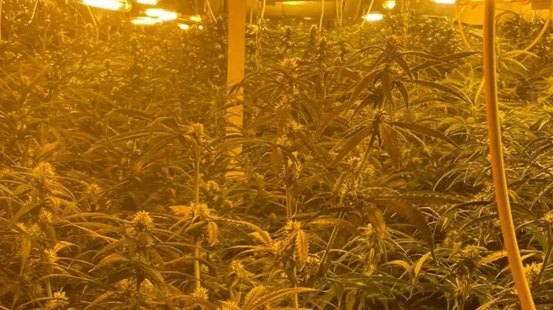 POL-MG: Nach Zeugenhinweis: Kriminalpolizei entdeckt Cannabis-Plantage - Bild: presseportal.de