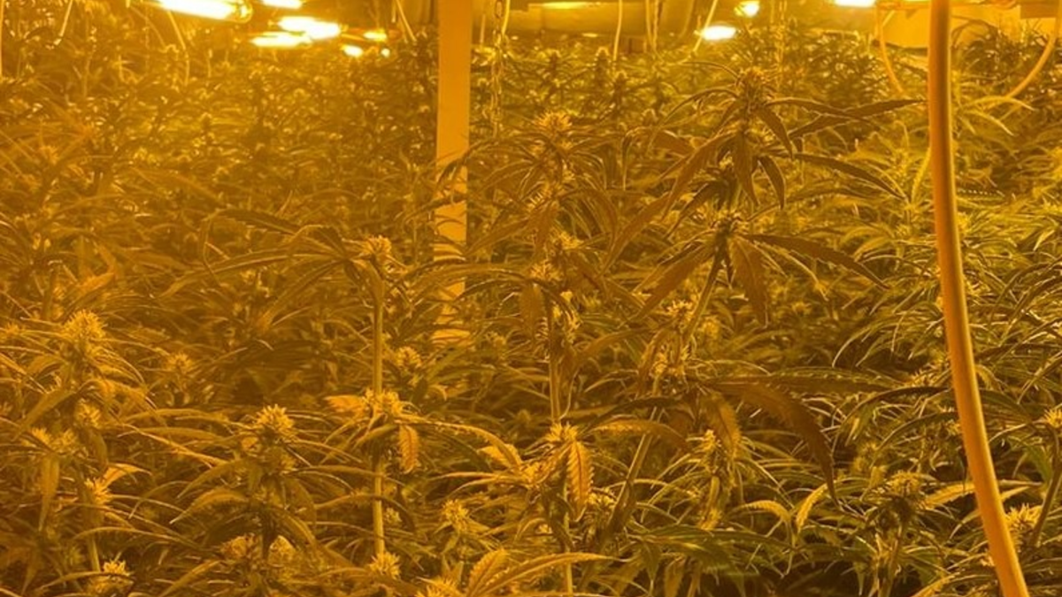 POL-MG: Nach Zeugenhinweis: Kriminalpolizei entdeckt Cannabis-Plantage - Foto: presseportal.de