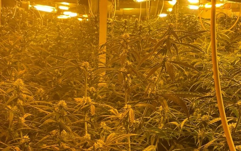 POL-MG: Nach Zeugenhinweis: Kriminalpolizei entdeckt Cannabis-Plantage - Foto: presseportal.de
