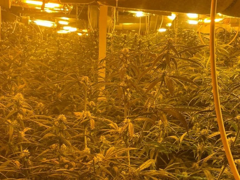 POL-MG: Nach Zeugenhinweis: Kriminalpolizei entdeckt Cannabis-Plantage - Foto: presseportal.de