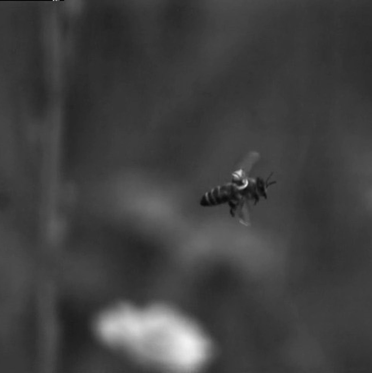 Ein winziger Reflektor auf dem Rücken der Biene wird beschienen. So kann eine Kamera an einer Drohne die Bewegungen aufzeichnen. - Foto: Andrew Straw/Straw Lab/dpa