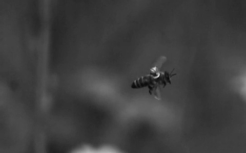 Ein winziger Reflektor auf dem Rücken der Biene wird beschienen. So kann eine Kamera an einer Drohne die Bewegungen aufzeichnen. - Foto: Andrew Straw/Straw Lab/dpa