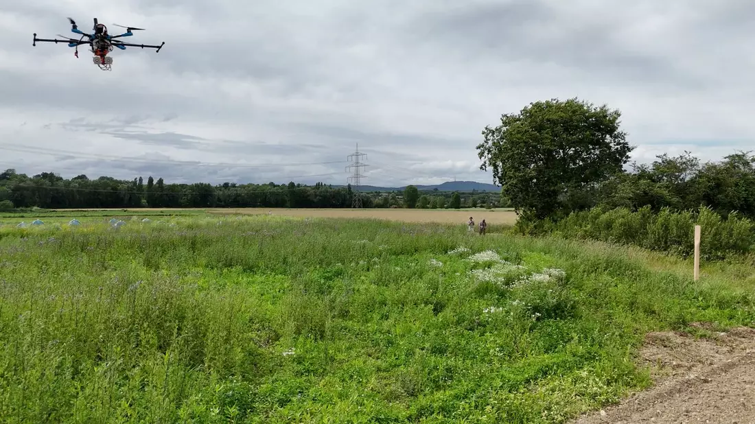 Versuch draußen auf einer Wiese: Forschende verfolgen den Flug von Bienen. - Bild: -/Straw Lab/dpa
