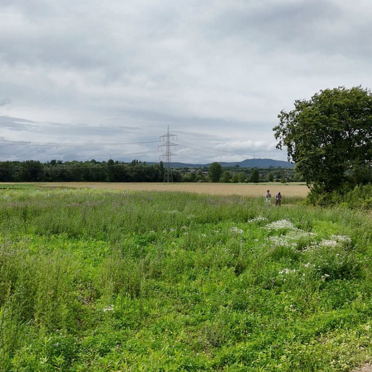 Versuch draußen auf einer Wiese: Forschende verfolgen den Flug von Bienen. - Foto: -/Straw Lab/dpa