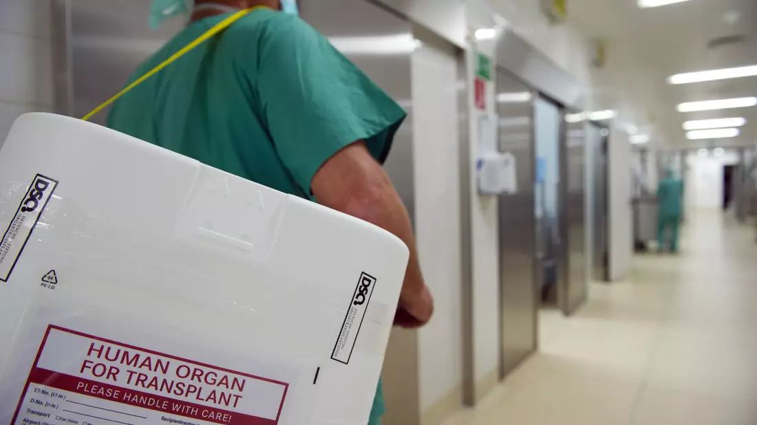 Schon sehr kleine Mengen des hochgiftigen Knollenblätterpilzes schädigen die Leber schwer. Für Patienten mit Leberversagen ist eine Lebertransplantation oft die einzige Möglichkeit zu überleben. (Symbolfoto). - Bild: picture alliance / dpa