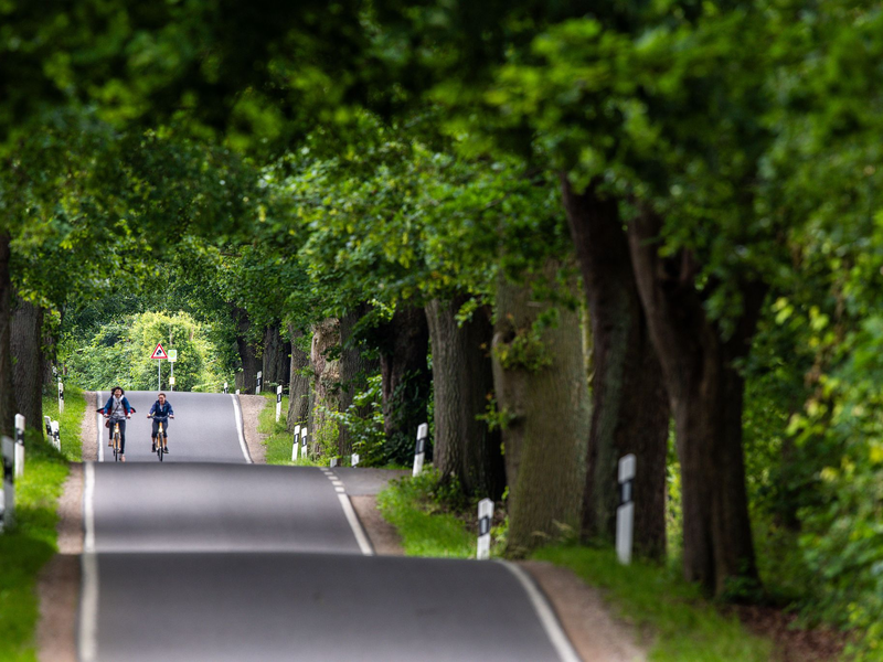Mit ihren mächtigen Kronen sorgen Alleen für einen Tunneleffekt (Archivbild). - Foto: Jens Büttner/dpa