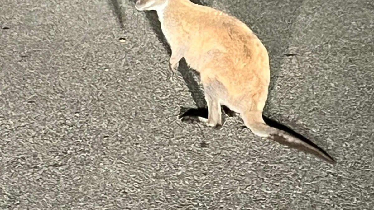 POL-DA: Grasellenbach-Wahlen: Känguru an Bushaltestelle - Foto: presseportal.de