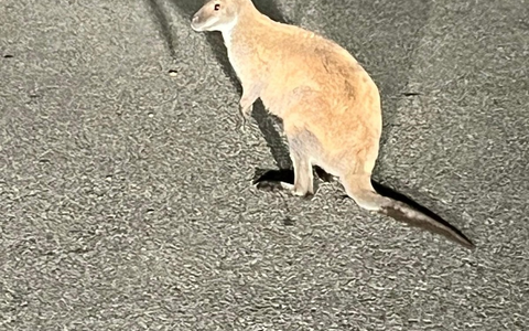 POL-DA: Grasellenbach-Wahlen: Känguru an Bushaltestelle - Foto: presseportal.de