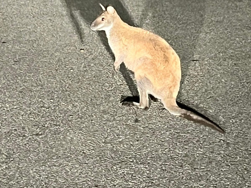 POL-DA: Grasellenbach-Wahlen: Känguru an Bushaltestelle - Foto: presseportal.de