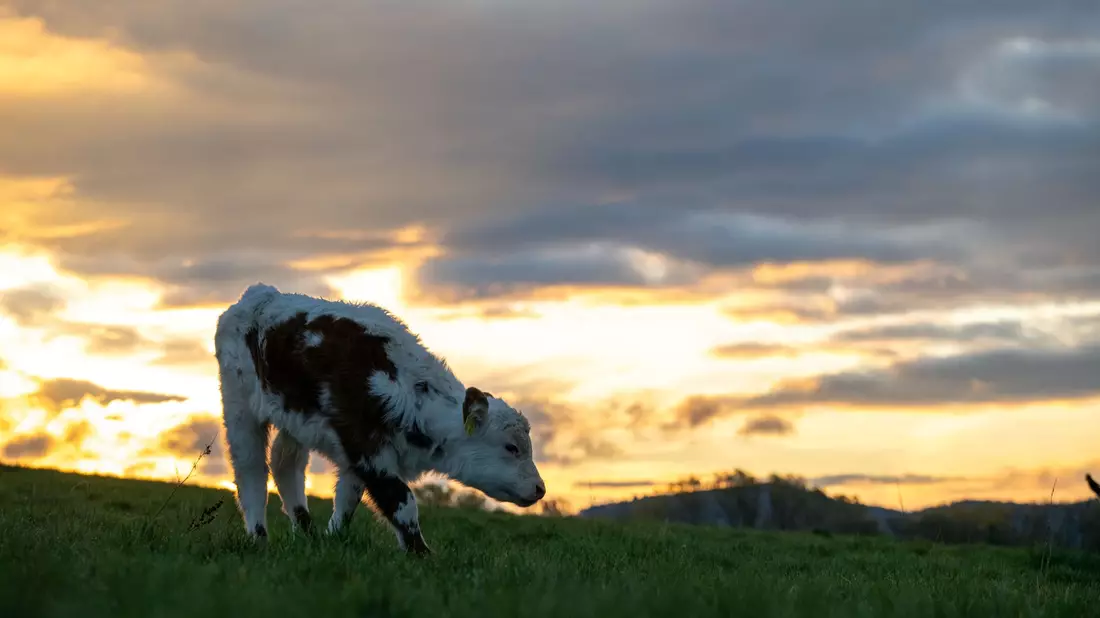 Milde Temperaturen und ein Wettermix stellen sich am Wochenende ein. (Archivbild) - Bild: Pia Bayer/dpa