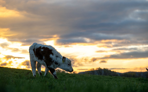 Milde Temperaturen und ein Wettermix stellen sich am Wochenende ein. (Archivbild) - Foto: Pia Bayer/dpa Milde Temperaturen und ein Wettermix stellen sich am Wochenende ein. (Archivbild) - Foto: Pia Bayer/dpa