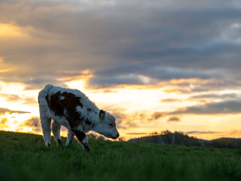 Milde Temperaturen und ein Wettermix stellen sich am Wochenende ein. (Archivbild) - Foto: Pia Bayer/dpa
