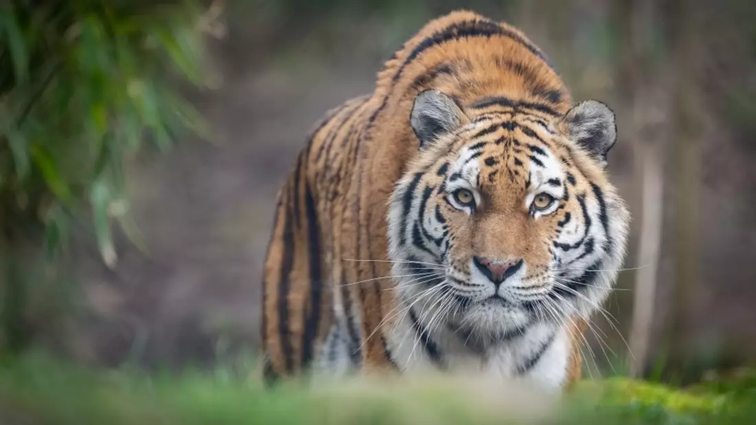 Zoos wollen keine Museen für ausgestorbene Tiere werden / Verband der Zoologischen Gärten (VdZ) zur UN-Biodiversitätskonferenz in Kolumbien - Bild: presseportal.de