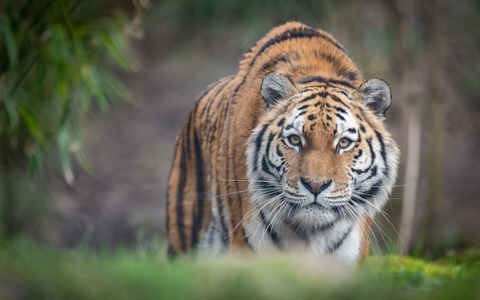 Zoos wollen keine Museen für ausgestorbene Tiere werden / Verband der Zoologischen Gärten (VdZ) zur UN-Biodiversitätskonferenz in Kolumbien - Foto: presseportal.de