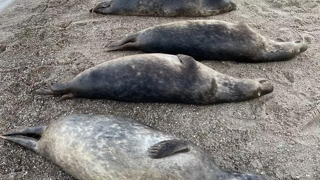 Woran die Kegelrobben an der Ostküste Rügens starben, ist noch unklar. Seit Anfang Oktober wurden 26 tote Tiere geborgen.  - Bild: Biosphärenreservatsamt/dpa