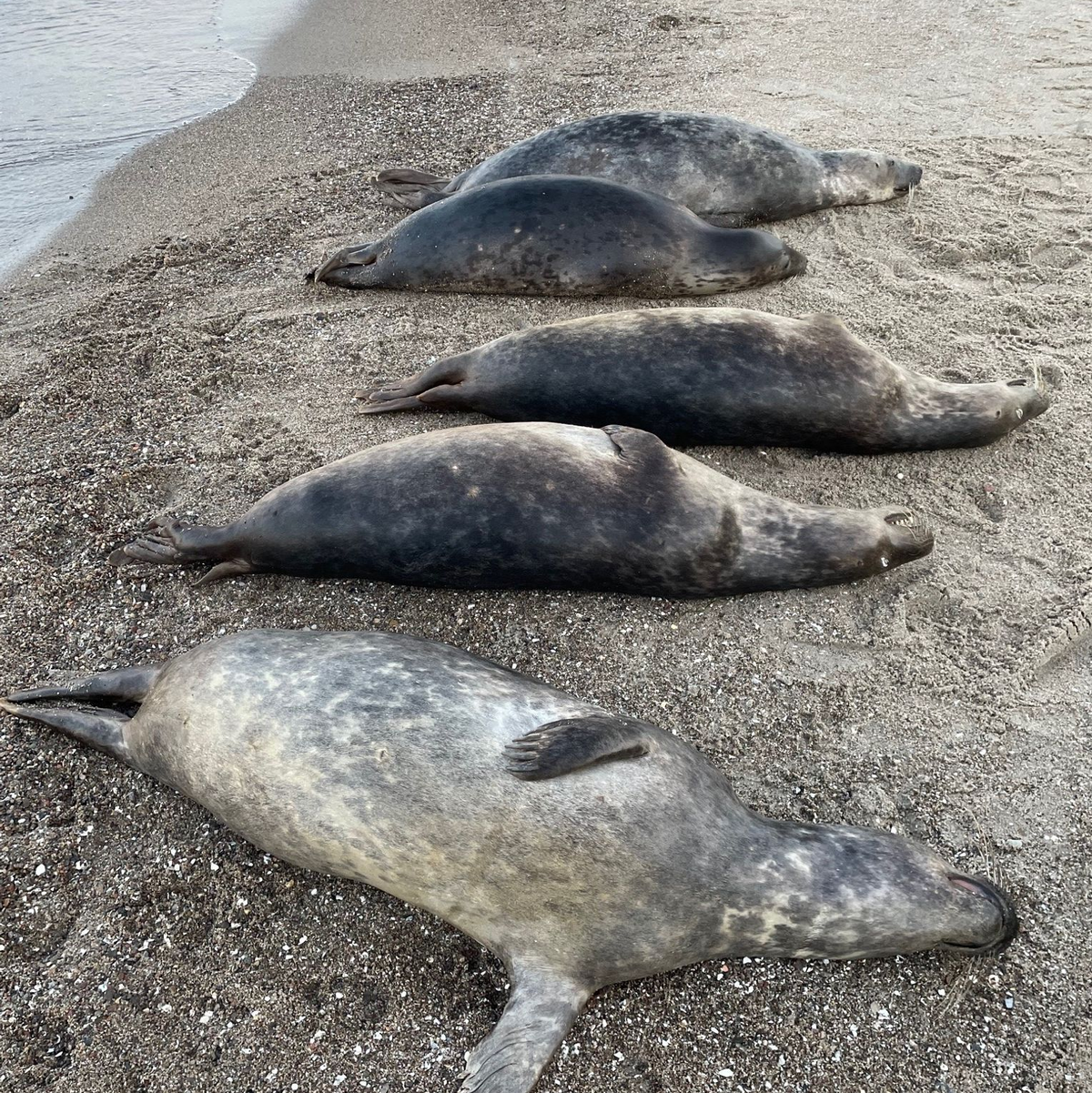 Woran die Kegelrobben an der Ostküste Rügens starben, ist noch unklar. Seit Anfang Oktober wurden 26 tote Tiere geborgen.  - Foto: Biosphärenreservatsamt/dpa
