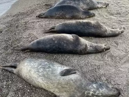 Woran die Kegelrobben an der Ostküste Rügens starben, ist noch unklar. Seit Anfang Oktober wurden 26 tote Tiere geborgen.  - Foto: Biosphärenreservatsamt/dpa