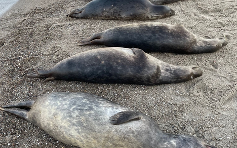 Woran die Kegelrobben an der Ostküste Rügens starben, ist noch unklar. Seit Anfang Oktober wurden 26 tote Tiere geborgen.  - Foto: Biosphärenreservatsamt/dpa