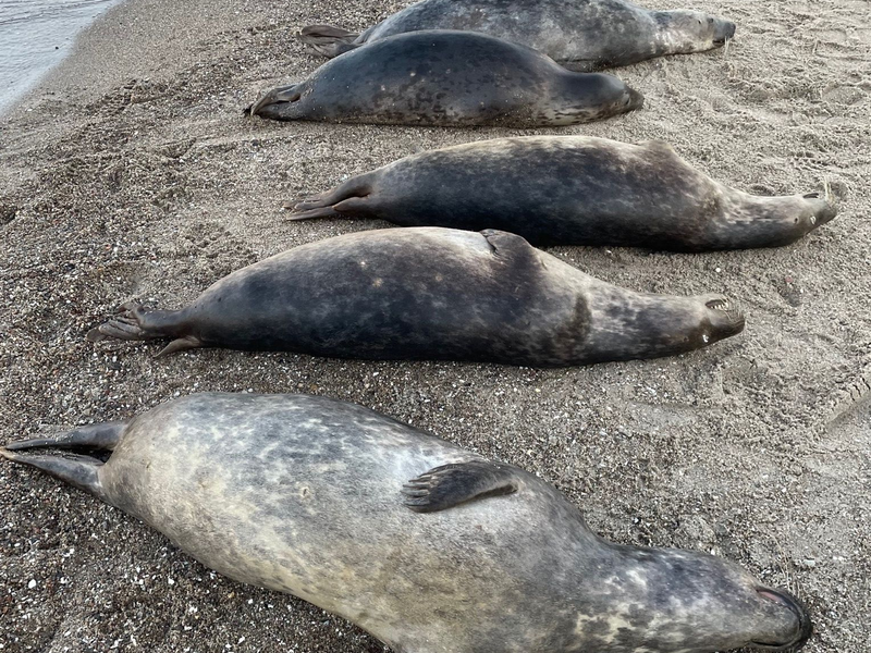 Woran die Kegelrobben an der Ostküste Rügens starben, ist noch unklar. Seit Anfang Oktober wurden 26 tote Tiere geborgen.  - Foto: Biosphärenreservatsamt/dpa