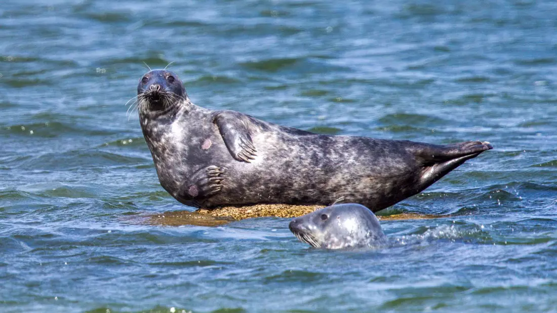 Vor der Ostküste Rügens wurden ungewöhnlich viele tote Kegelrobben entdeckt. Die Todesursache wird untersucht.   - Bild: Jens Büttner/dpa