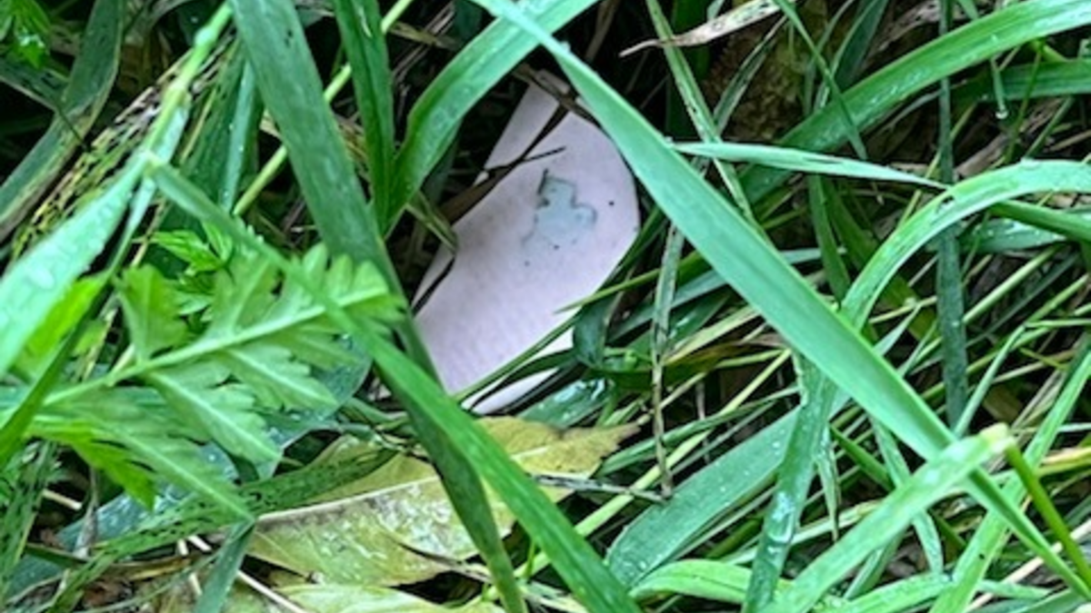 POL-CLP: Einzelmeldung Polizei Cloppenburg Köder mit Rasierklingen in 49632 Essen aufgefunden. - Foto: presseportal.de