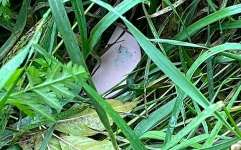 POL-CLP: Einzelmeldung Polizei Cloppenburg Köder mit Rasierklingen in 49632 Essen aufgefunden. - Foto: presseportal.de