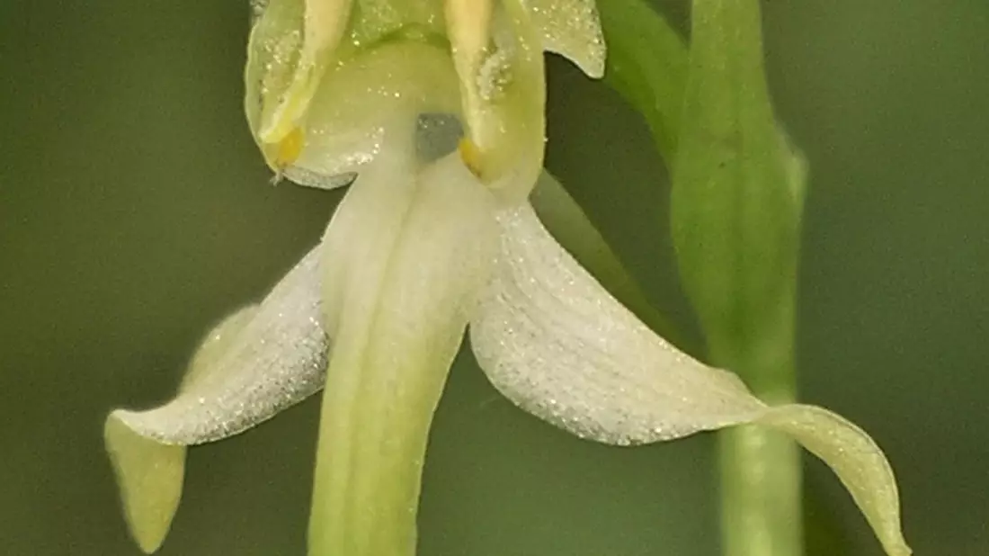 Die Orchidee des Jahres 2025 hat einen besonderen Duft. - Bild: Adolf Riechelmann/AHO Bayern/dpa