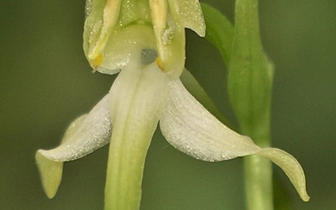 Die Orchidee des Jahres 2025 hat einen besonderen Duft. - Foto: Adolf Riechelmann/AHO Bayern/dpa