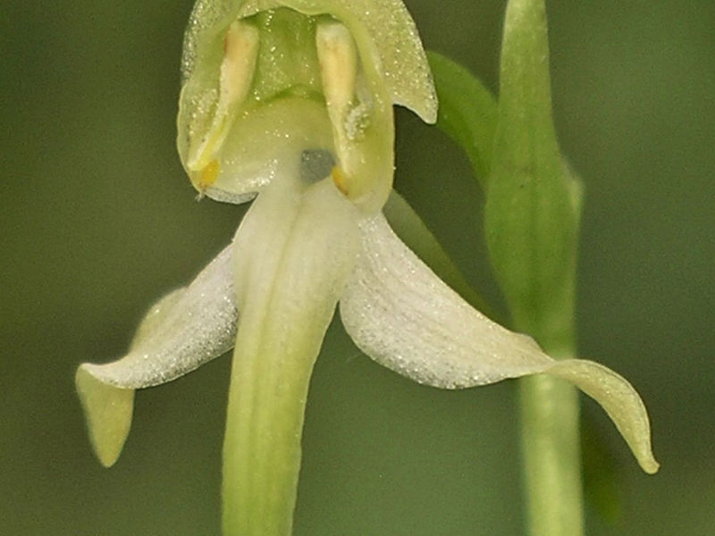 Die Orchidee des Jahres 2025 hat einen besonderen Duft. - Foto: Adolf Riechelmann/AHO Bayern/dpa