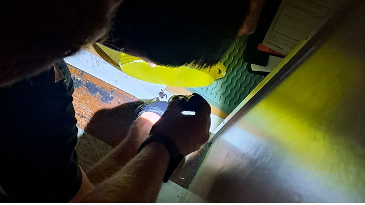 FW-M: Da sitzt der Stachel tief (Schwabing) - Foto: presseportal.de