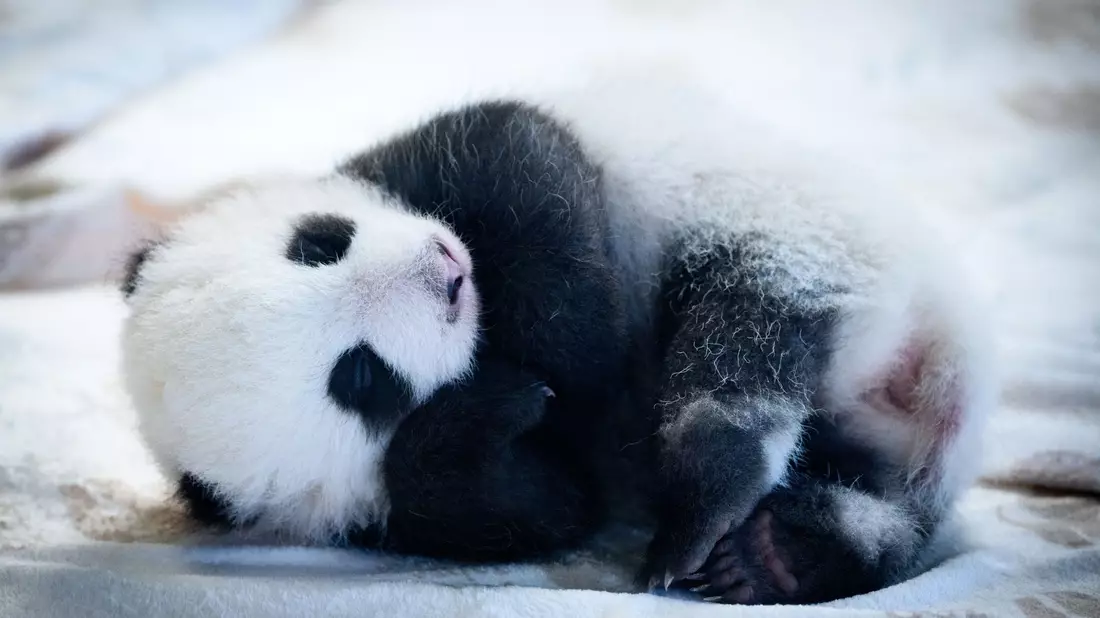 Knapp zwei Monate sind die Panda-Babys alt - und mittlerweile können sie auch die Augen öffnen. (Archivbild) - Bild: Bernd von Jutrczenka/dpa