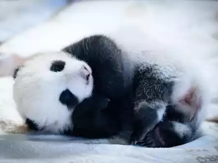 Knapp zwei Monate sind die Panda-Babys alt - und mittlerweile können sie auch die Augen öffnen. (Archivbild) - Foto: Bernd von Jutrczenka/dpa