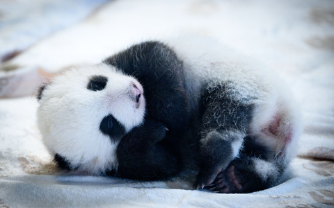 Knapp zwei Monate sind die Panda-Babys alt - und mittlerweile können sie auch die Augen öffnen. (Archivbild) - Foto: Bernd von Jutrczenka/dpa