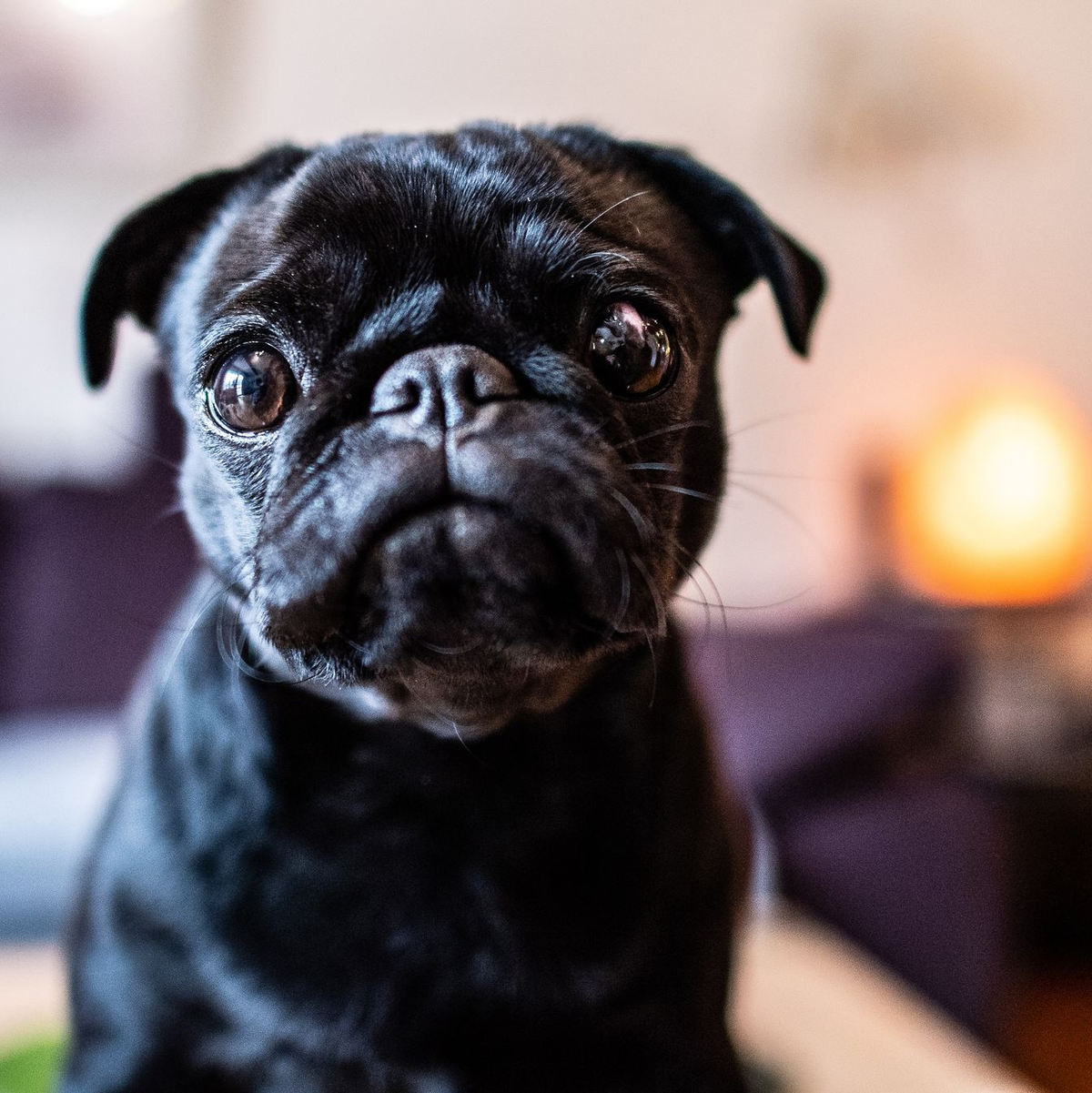 Die Mops-Hündin «Edda», später umbenannt in «Wilma», ist seit Jahren ein Fall für die Justiz. (Archivbild) - Foto: Guido Kirchner/dpa