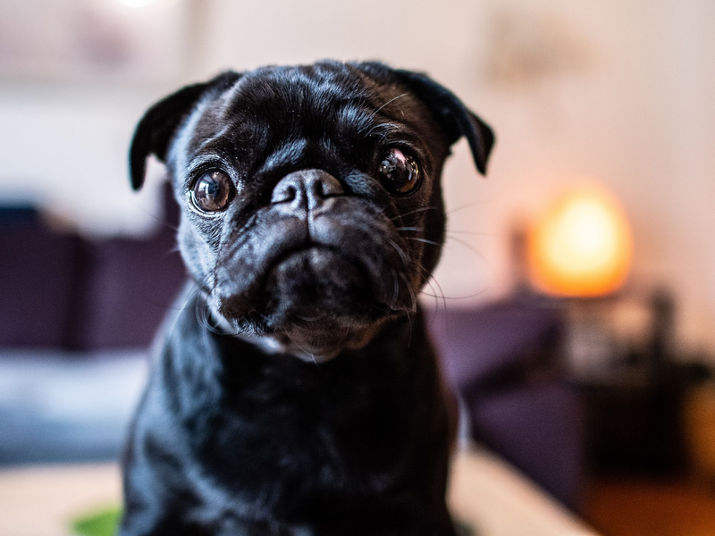 Die Mops-Hündin «Edda», später umbenannt in «Wilma», ist seit Jahren ein Fall für die Justiz. (Archivbild) - Foto: Guido Kirchner/dpa