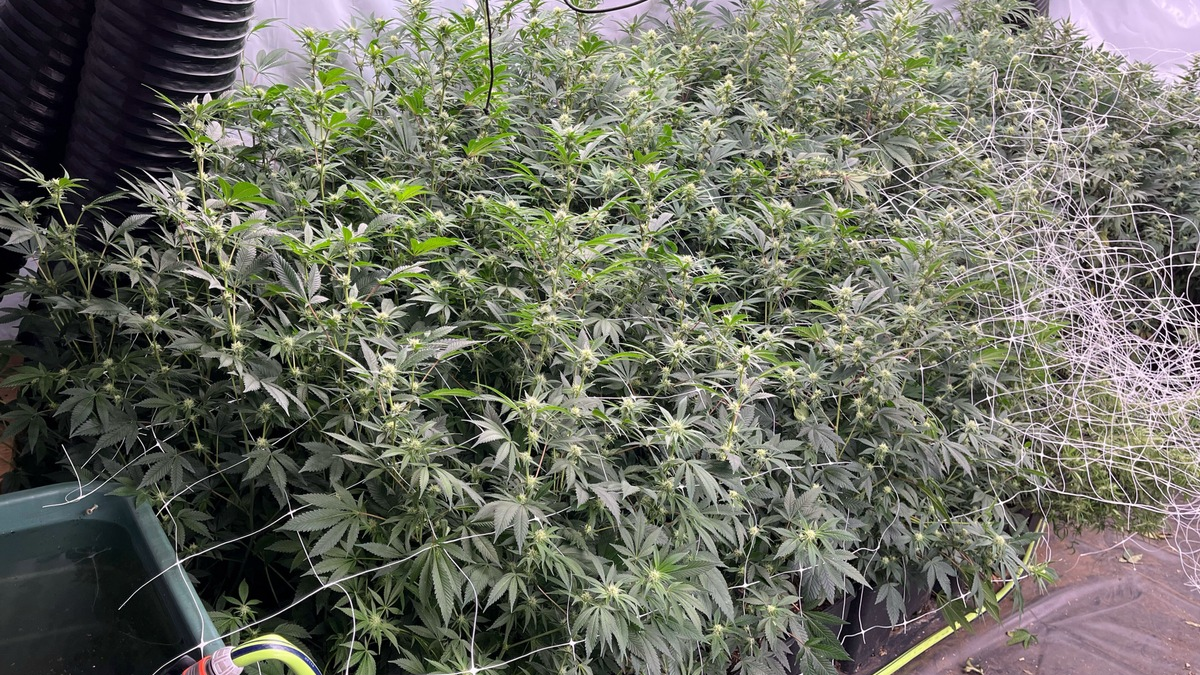 POL-D: Großeinsatz in NRW-Städten - Erfolgreicher Schlag gegen organisierte Rauschgiftkriminalität - 16 Objekte durchsucht - Drei Festnahmen - Plantagen ausgehoben - Vermögensarreste vollstreckt - Foto: presseportal.de