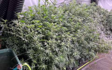 POL-D: Großeinsatz in NRW-Städten - Erfolgreicher Schlag gegen organisierte Rauschgiftkriminalität - 16 Objekte durchsucht - Drei Festnahmen - Plantagen ausgehoben - Vermögensarreste vollstreckt - Foto: presseportal.de