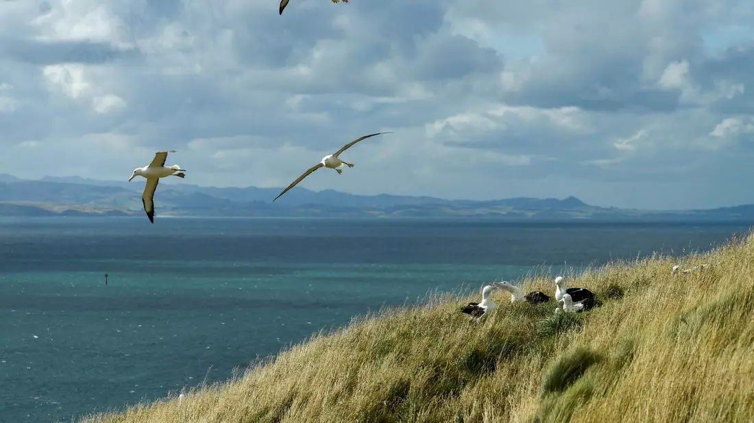 Dunedin ist für seine herrlichen Landschaften und seine Artenvielfalt bekannt. (Archivbild) - Bild: Guo Lei/XinHua/dpa