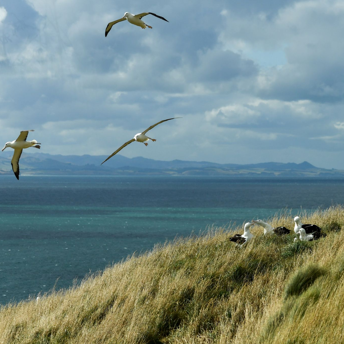 Dunedin ist für seine herrlichen Landschaften und seine Artenvielfalt bekannt. (Archivbild) - Foto: Guo Lei/XinHua/dpa