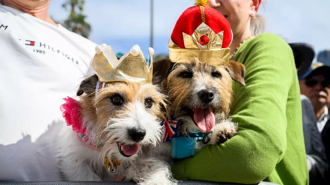 Mit Krönchen warteten die Hunde Lucy und Larry auf den royalen Besuch. - Bild: Bianca De Marchi/AAP/dpa
